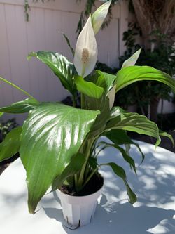 Peace Lily Spathyphyllium 🌱