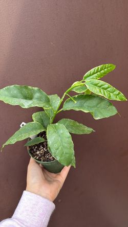 4” variegated hoya multiflora