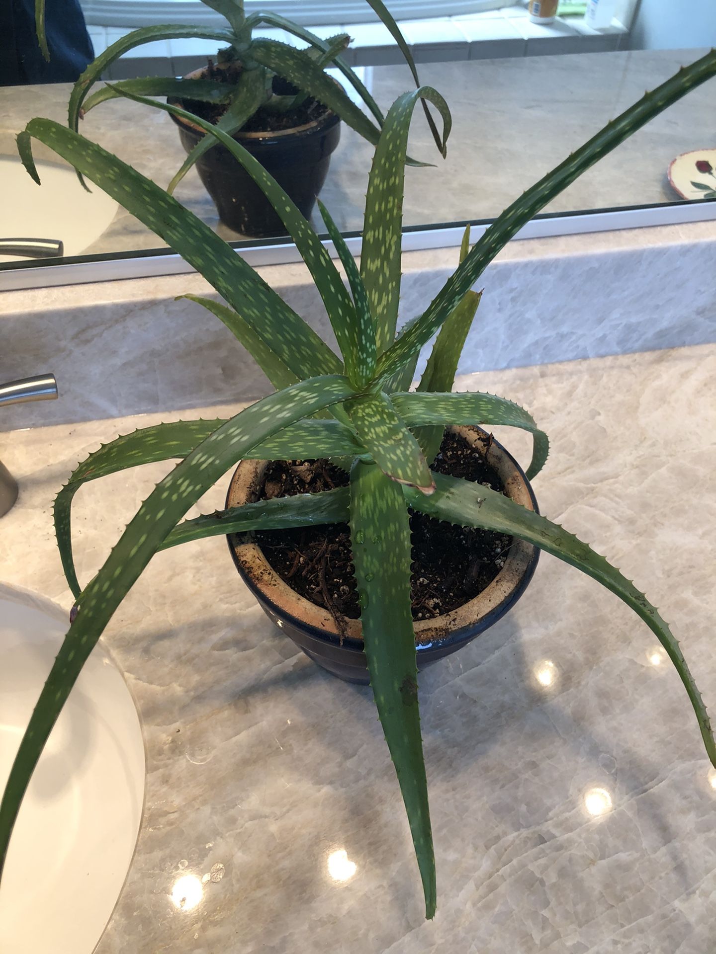 Aloe Plant In A Ceramic Pot