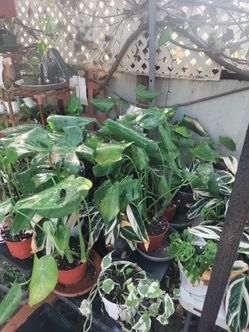 Updated Plant Sale Display Table:)