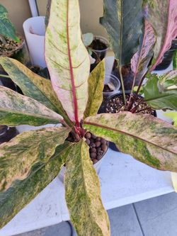 Anthurium Hookeri Renaissance