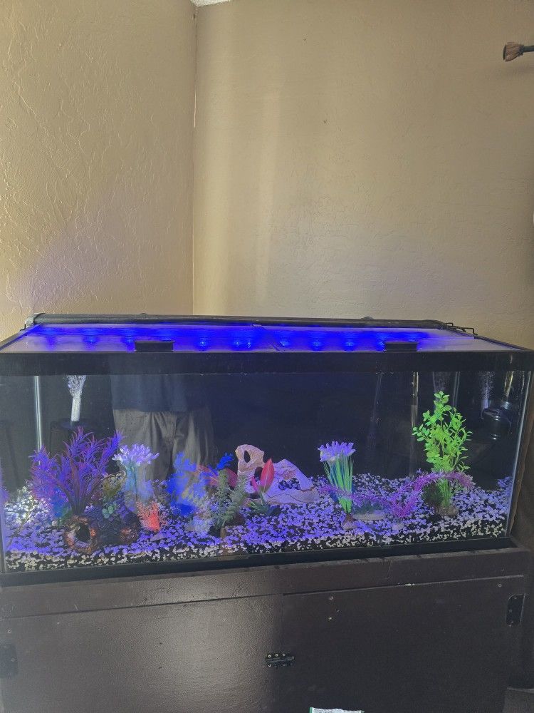 Fish Tank
