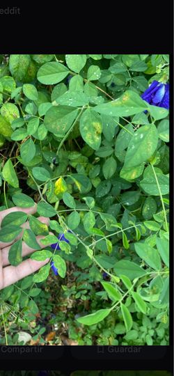 2 gal butterfly pea plant more then 2’ fet tall