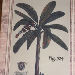 Réplica Decorativa The Banana Tree Del Año 1750 Del artista Alemán Georg Dionisios Ehret  171/2   Pulgadas X 22 Pulgadas 