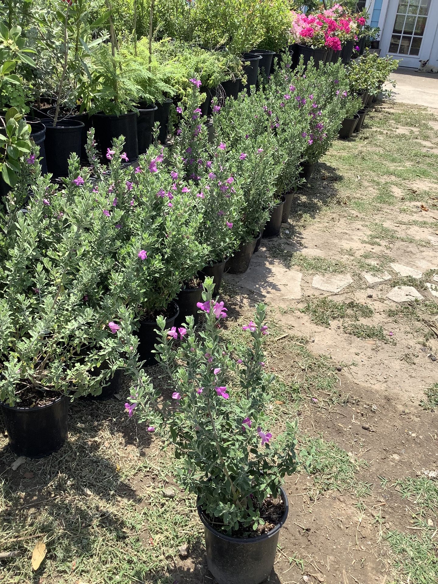 Texas Green Sage Bushes 1gallon