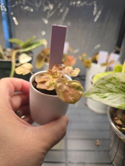 Peperomia Carnival