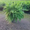 Ebenezer Plant Sales