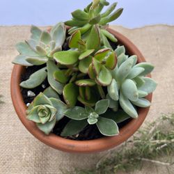 Succulent