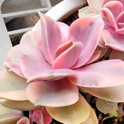 Succulents Plants Variegated Echeveria Pick Up In Upland 