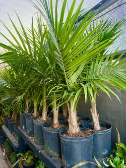 Plants Sale🌿10”pot x 4ft tall🌿🌴Majesty palms $10 each)