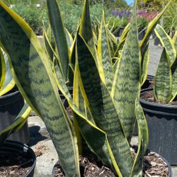 3 Gallon Snake Plant – Easy Care Indoor Plant 🌿