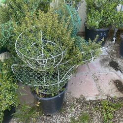 Bushes In Animals Shape Snail,Fogs,Duck,Turtle,Dolphin,Mushroom,Pig,Cactus,Horse,La sign 65-85