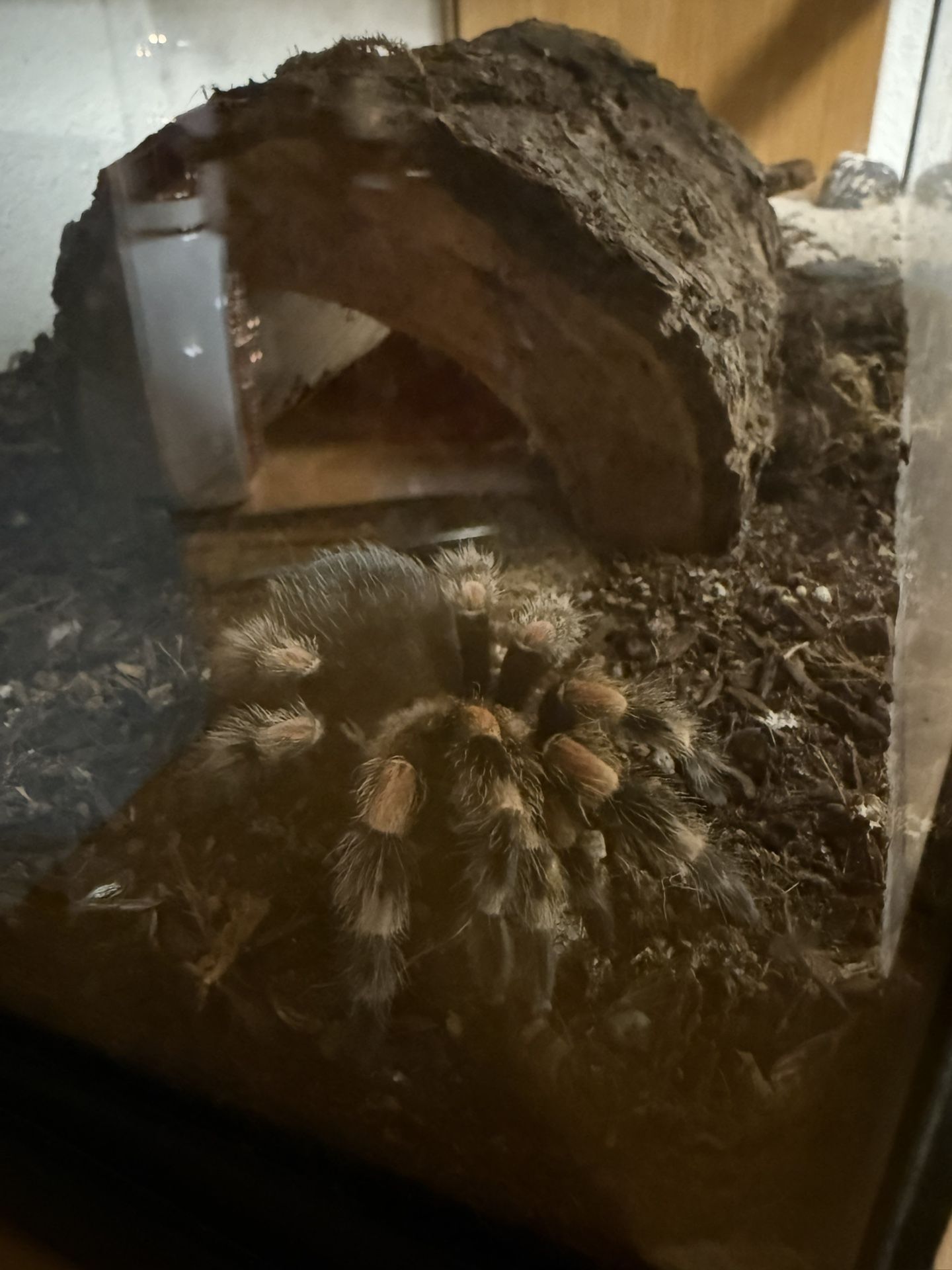 Tank + Tarantula