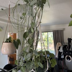 Scindapsus Pictus Silver Hero About 10 Feet Long  $50