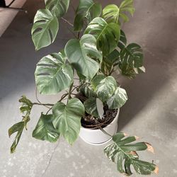 Variegated Monstera Albo Rooted - 25 Leaves - Highly Variegated 3x Plants