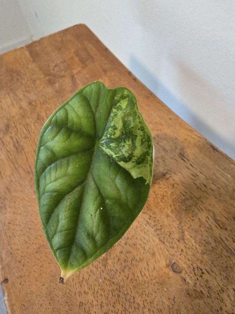 Alocasia Dragon Scale Albo