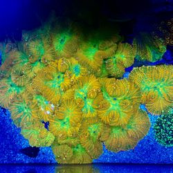 Coral Frag 