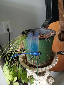 Dragonfly garden