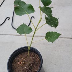 પીપળો, Peepal Tree, पिप्पल, Sacred Fig, Bo tree, Bodhi Tree, അരയാൽ, Arayal