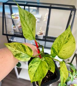 Two plants - one price