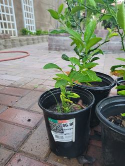 Tangelo Plant