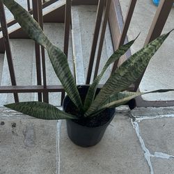 Snake Plant 🪴 
