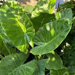 Nice elephant plant