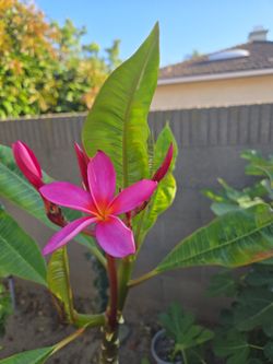 Red plumeria tree 4ft tall