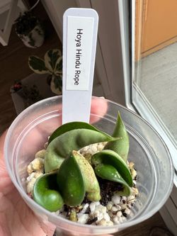Hoya Compacta (hindu rope) 2”