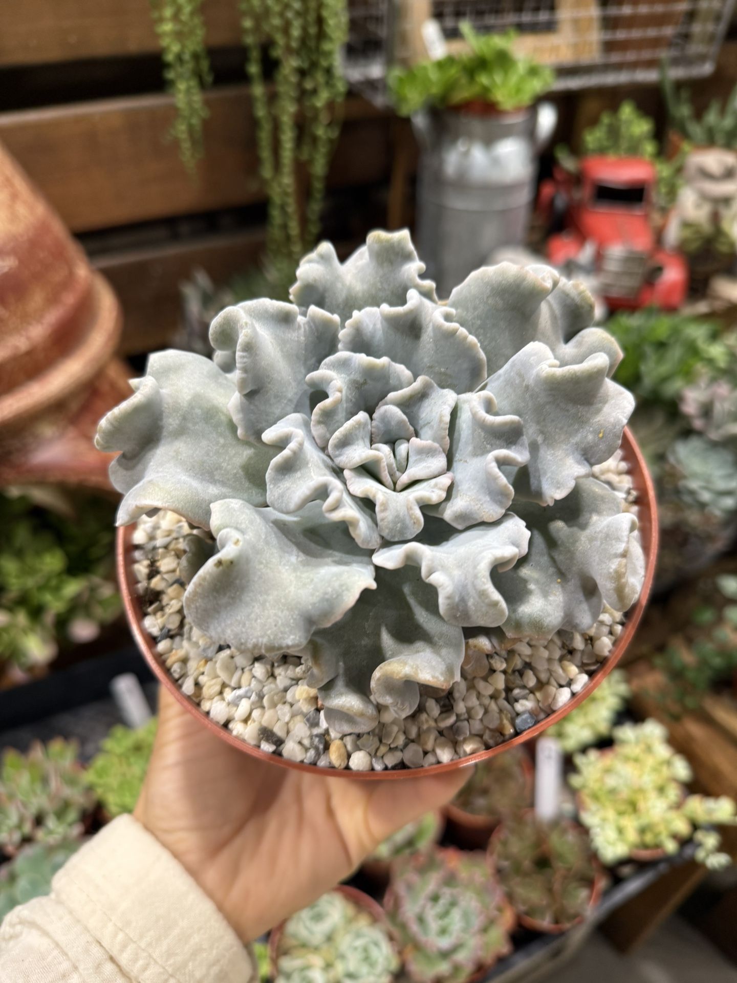 Echeveria 'Crispate Beauty' 6”