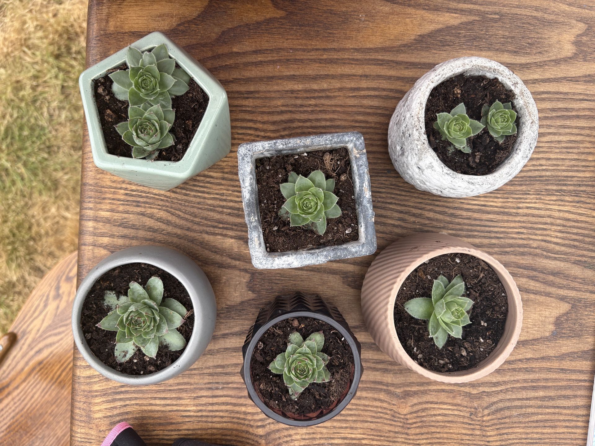 Succulents!