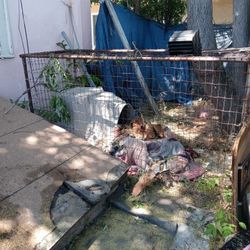 Dog House With Cage