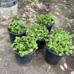 Organic Cilantro Plant In Flower Pot