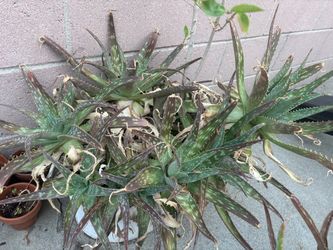 Large Aloe Vera Plant with Pups