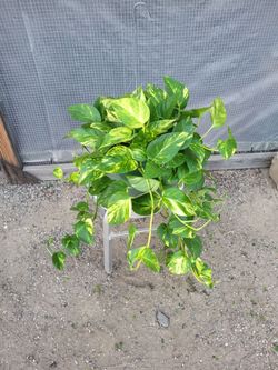Golden Pothos Plant 8" Nursery Pot