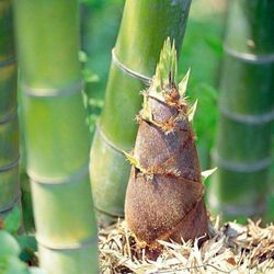 50 Giant Moso Bamboo Seeds - Phyllostachys Edulis. Cold HARDY Running Bamboo Plant 
