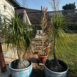 Multiple Potted Plants - $40