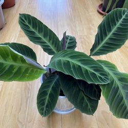 Calathea Jungle Velvet Indoor Plants
