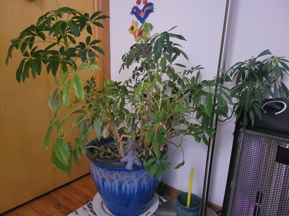 3' Umbrella Plant Schefflera
Houseplant In Beautiful Ceramic Pot