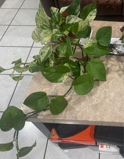 Mixed Pothos