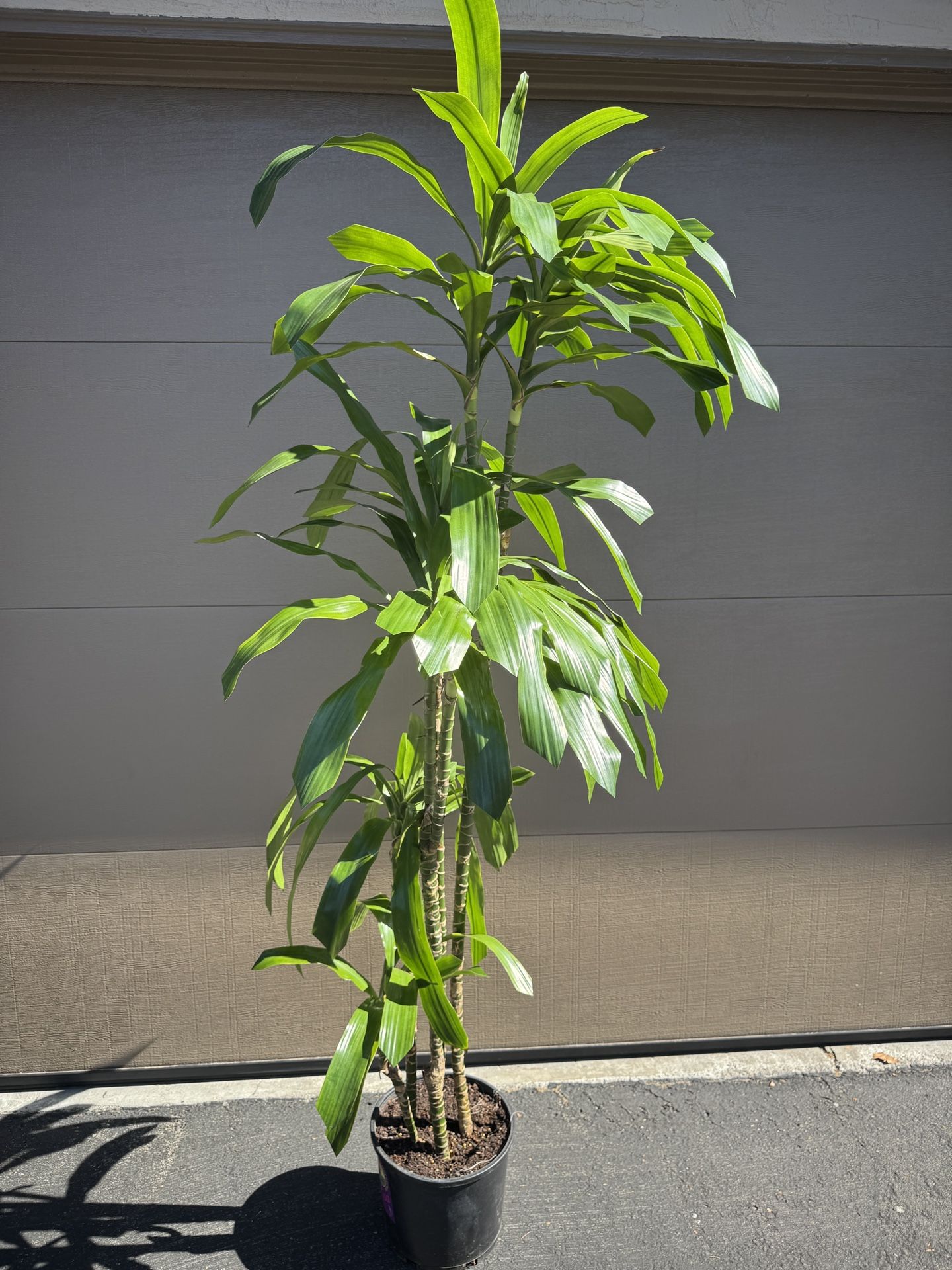 Beautiful Tall REAL Indoor Plants $40 Each!!