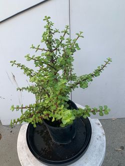 #101- Elephant Bush