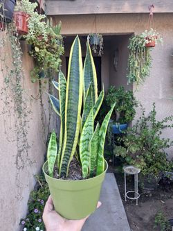 Snake "Sensaveria Laurentii " Plant $28