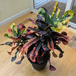 Live Indoor Croton Mammy Plant - 2 feet 6 Inches Tall