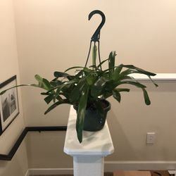 Bromeliad Plant In Hanging Pot
