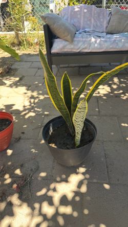 Planta de lengua de suegra