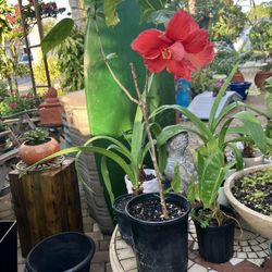 15” Red Hibiscus Starter Plant