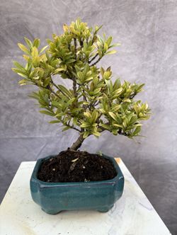 Bonsai  Ixora