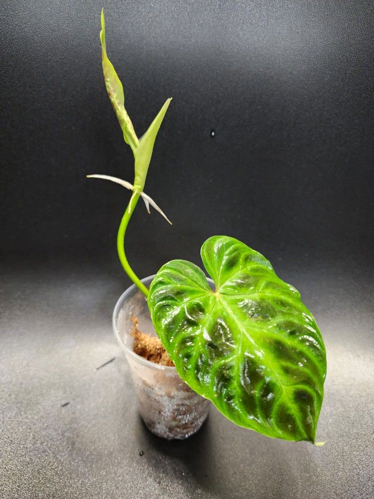 Philodendron Verrucosum Plant