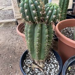 Argentine Giant Cactus